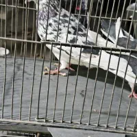 کفتر یاکبوتر