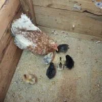 2تا مرغ کرک با جوجه