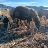 فروشی|حیوانات مزرعه|صوغان, |دیوار