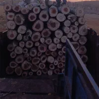 خریدار چوب درختان