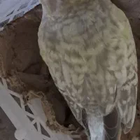 طوطی عروس سرلاکی|پرنده|بابل, |دیوار