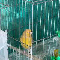 قناری نر|پرنده|مبارکه, |دیوار