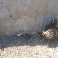 مرغ با جوجه هاش