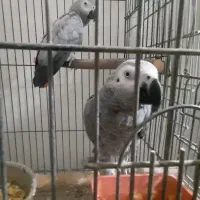 کاسکوجفت مولد|پرنده|مبارکه, |دیوار