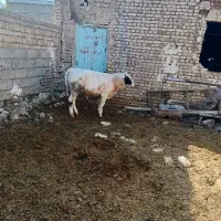 باسلام یک عددگوساله