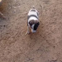 طوله سگ نر دوماهه|سگ|درمیان, |دیوار