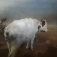 سه عدد گوساله نر|حیوانات مزرعه|هریس, |دیوار