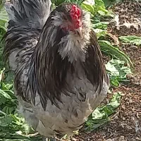 تخم مرغ امرکانا جوجه امرکانا