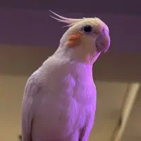 عروس هلندی گم شده