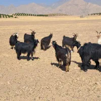 بز گوسفند داشتی|حیوانات مزرعه|دوگنبدان, |دیوار