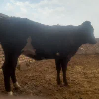 دوراس گاو اوستن