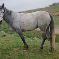 مادیان ۳ساله