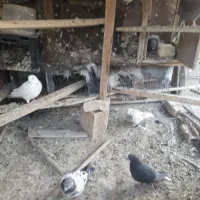 کفترتهرونی|پرنده|برخوار, |دیوار