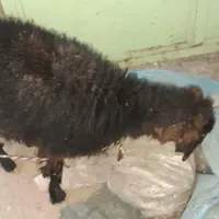 گوسفند ماده