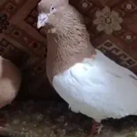 پرنده کله زرد|پرنده|خرمآباد, |دیوار