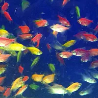 فروش ماهی گلوفیش رنگی 15 هزار