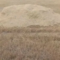 کاه گندم نرم کمباین