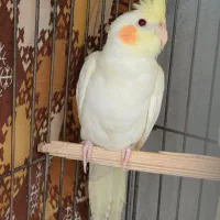 عروس هلندی لوتینو سه ماهه