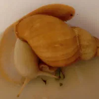 یک عدد حلزون البینو بزرگ اندازه کف دست
