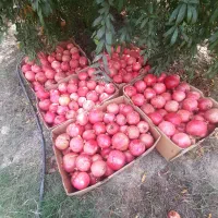 میوه انار|خوردنی و آشامیدنی|حاجی آباد, |دیوار