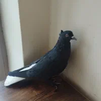 سلام دم سفید