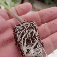 نشا 4129دستی|خدمات باغبانی و درختکاری|خورموج, |دیوار