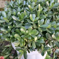 گل یشم|گل و گیاه طبیعی|اسالم, |دیوار