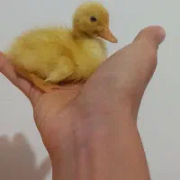 فروش جوجه اردک و محلی