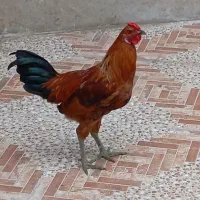خروس