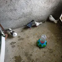 فوری فوری کبوتر فروشی