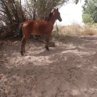 اسب