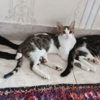 واگذاری گربه dsh