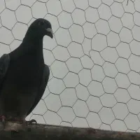 مسافتی|پرنده|مشگین شهر, |دیوار