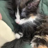 واگذاری گربه حدود ۳ ماه