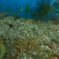 لجنخوار سوپر باله