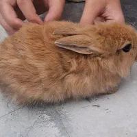 خرگوش هلندی