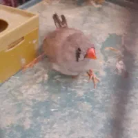 دو عدد فنچ زبرا تخم‌گذار