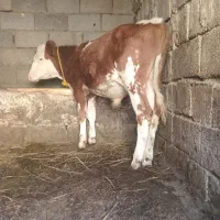 گوساله‌ی‌ نر‌ جنس‌ اصل