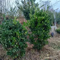 گل وگیاه|حراج|تنکابن, |دیوار