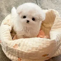 توله پشمالو دو ماهه