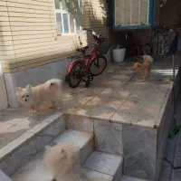 پامرروباهی