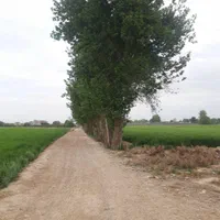 زمین 8000 متری|فروش دفتر صنعتی، کشاورزی، تجاری|تهران, مینای شمالی (مخبر)|دیوار