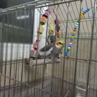 یک جفت طوطی عروس|پرنده|بابل, |دیوار