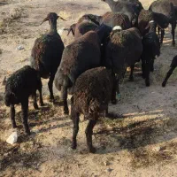 میش بره دار