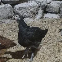 جوجه خروس و جوجه مرغ محلی