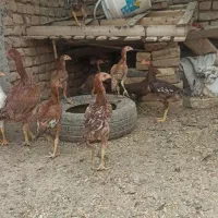 جوجه لاری
