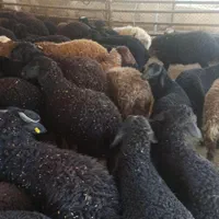تپل بره زنده گوشتی گوسفند قوچ ومیش