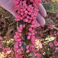 زرشک تازه|عمدهفروشی|قائن, |دیوار