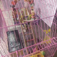 ۲ عدد مرغ عشق|پرنده|رباط‌کریم, رباط‌کریم|دیوار