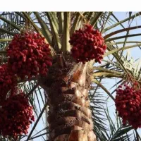 حراج فوری خرما وخارک کیلو ۱۰۰هزار
